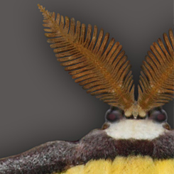Luna Moth - Click Image to Close