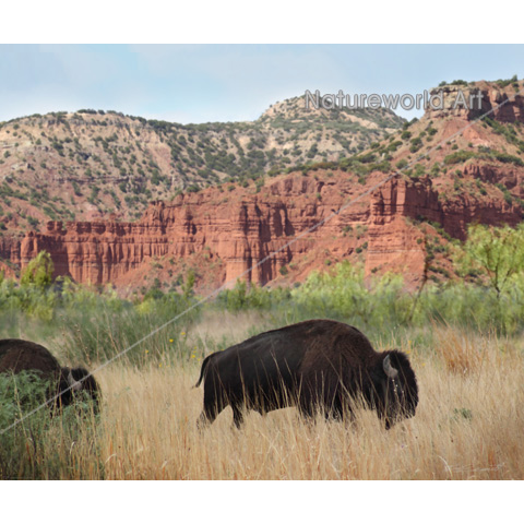 Canyon Buffalo Art Print - Click Image to Close