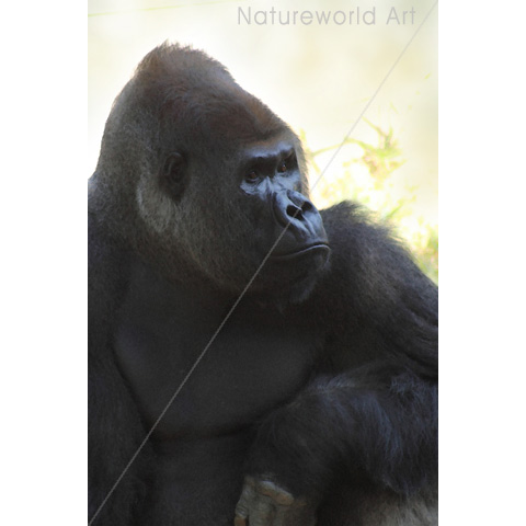 Gorilla Gaze - Click Image to Close