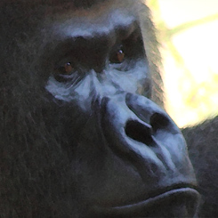 Gorilla Gaze - Click Image to Close