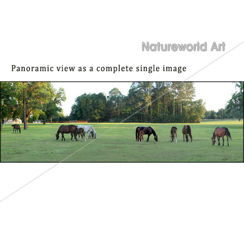 Horse Farm Panoramic Poster - Click Image to Close