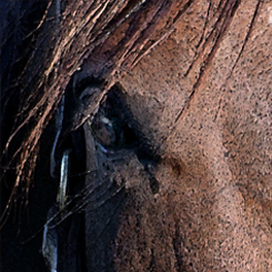 Horse Friendly Art Print