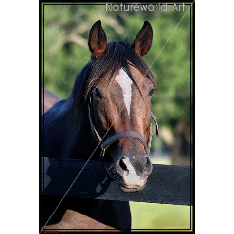 Horse Friendly Art Poster - Click Image to Close