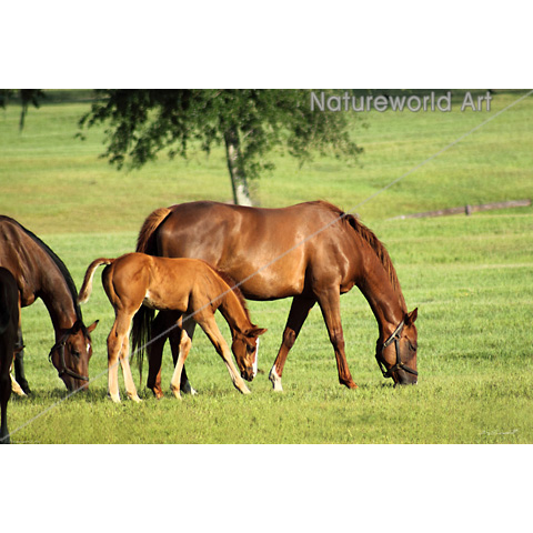 Horse Pastoral Art Poster - Click Image to Close