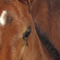 Horse Royale Print - Click Image to Close