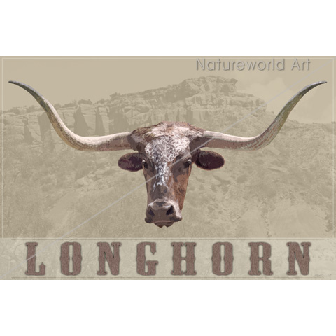 Longhorn Country - Click Image to Close
