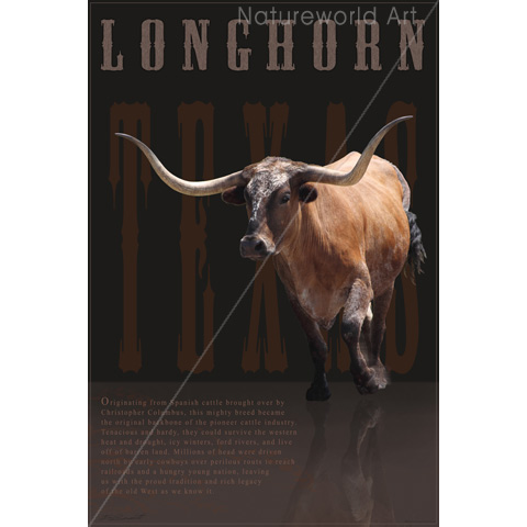 Longhorn Legacy