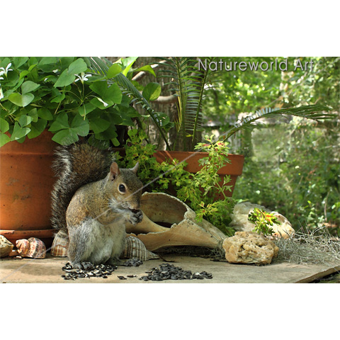 Squirrel Treats - Click Image to Close