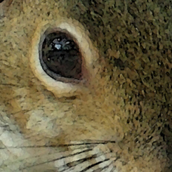 Squirrel Treats - Click Image to Close