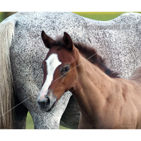 Horse Foal Art Print - Click Image to Close