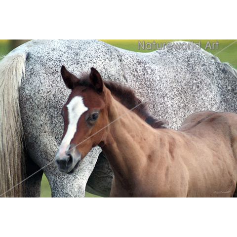 Horse Foal Art Poster - Click Image to Close