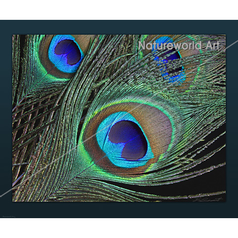 Peacock Feathers Print - Click Image to Close