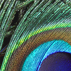Peacock Feathers Print - Click Image to Close