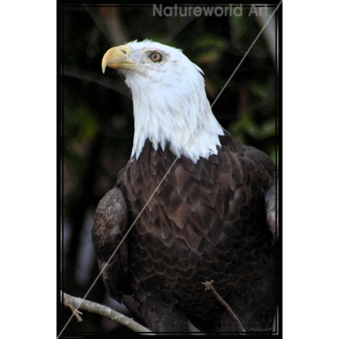 Bald Eagle Art Poster - Click Image to Close