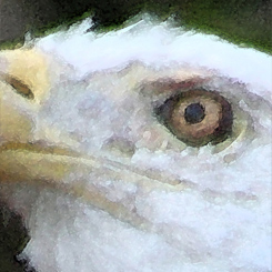 Bald Eagle Art Poster