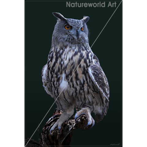 Eagle Owl Watercolor Poster