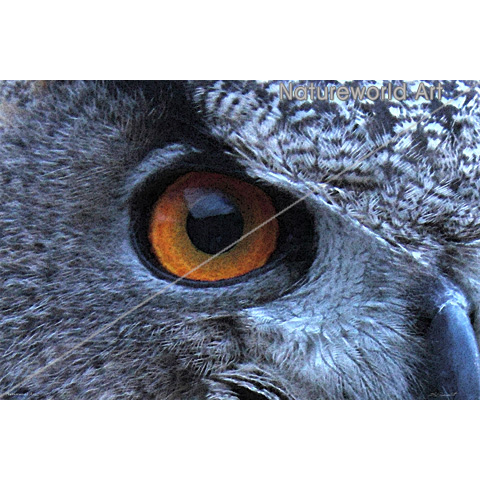 Eagle Owl Eye Poster - Click Image to Close