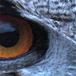 Eagle Owl Eye Poster