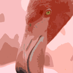 Flamingo Pose Art Poster - Click Image to Close