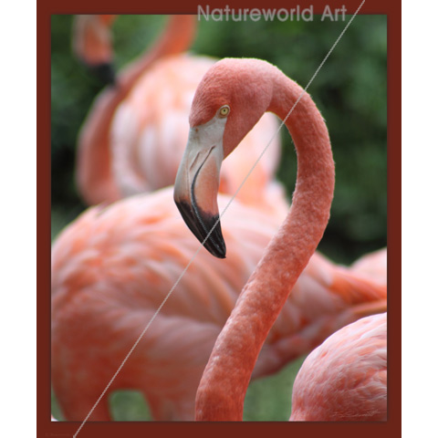 Flamingo Pose Print - Click Image to Close