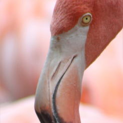 Flamingo Pose Print - Click Image to Close