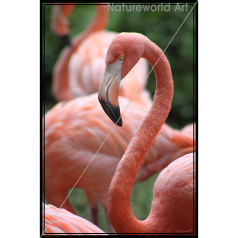 Flamingo Pose Poster