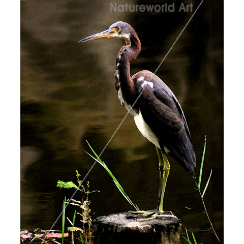 Tricolored Heron Print - Click Image to Close