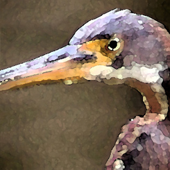 Tricolored Heron Print - Click Image to Close