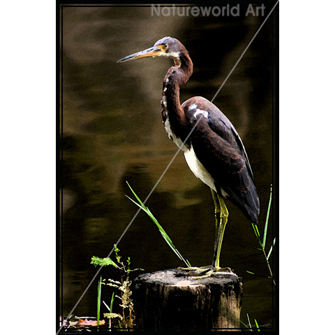 Tricolored Heron Poster - Click Image to Close