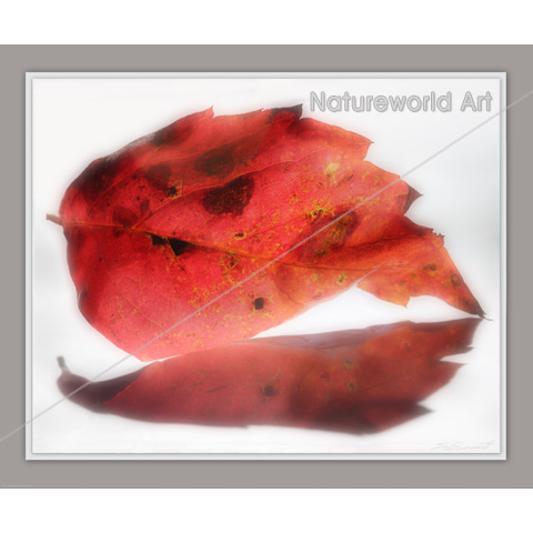Fall Leaf Reflected Print - Click Image to Close