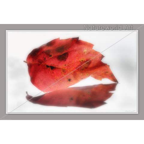 Fall Leaf Reflected Poster - Click Image to Close