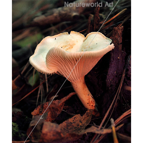 Mushroom Essence Print - Click Image to Close