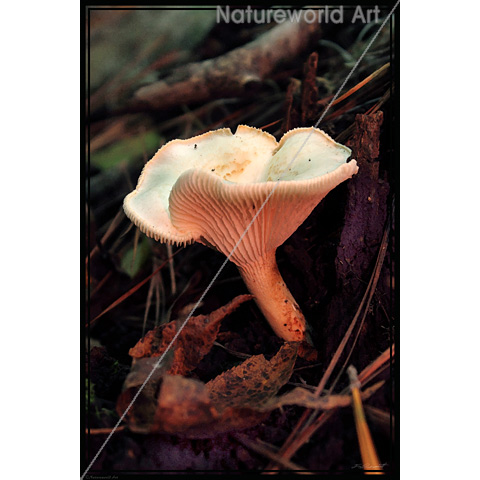 Mushroom Essence Poster - Click Image to Close