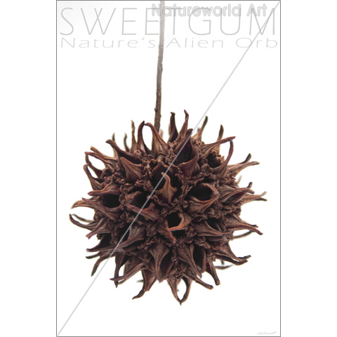 Sweetgum, Nature's Alien Orb Poster - Click Image to Close
