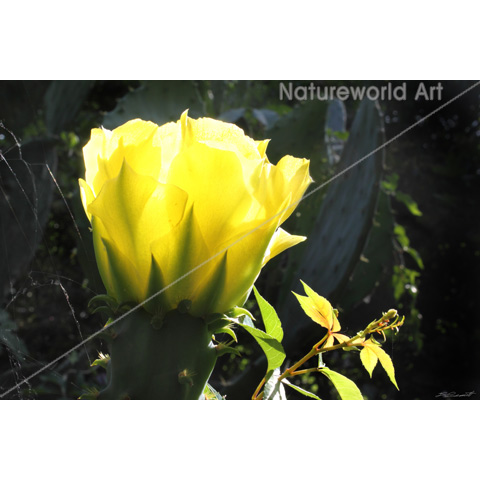 Cactus Sun Blossom Poster - Click Image to Close