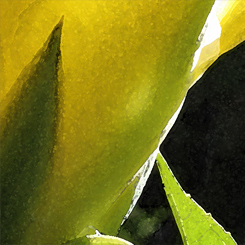 Cactus Sun Blossom Poster