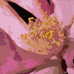Camellia Art Print - Click Image to Close