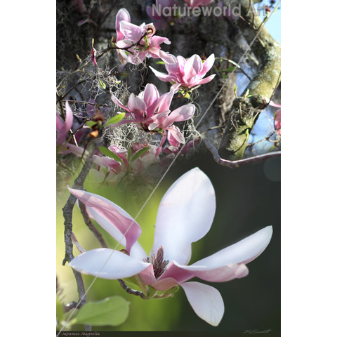 Japanese Magnolia 2 Poster - Click Image to Close