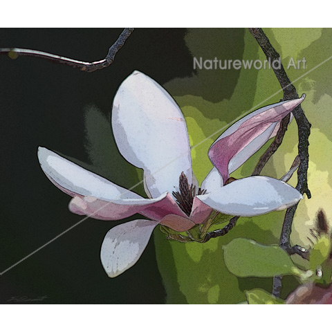 Japanese Magnolia Art Print - Click Image to Close