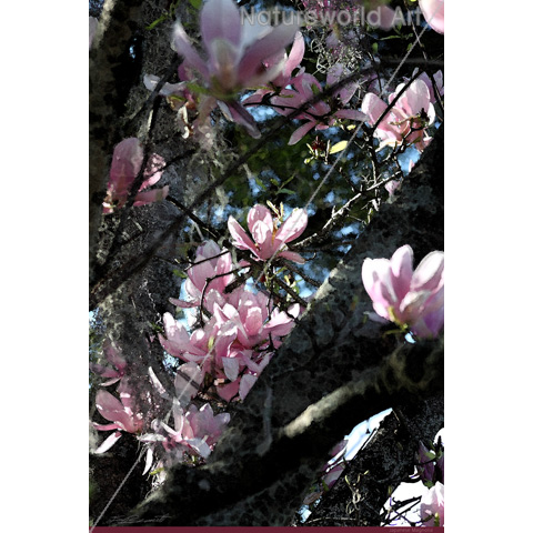 Japanese Magnolia Art Poster