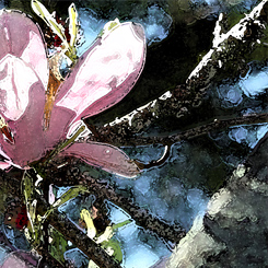 Japanese Magnolia Art Poster - Click Image to Close