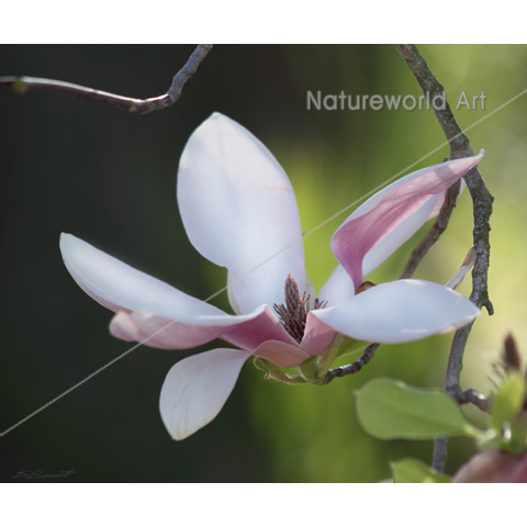 Japanese Magnolia Print - Click Image to Close