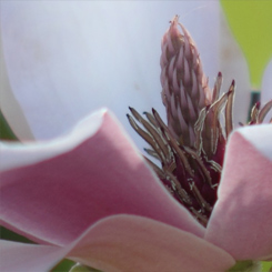 Japanese Magnolia Print - Click Image to Close
