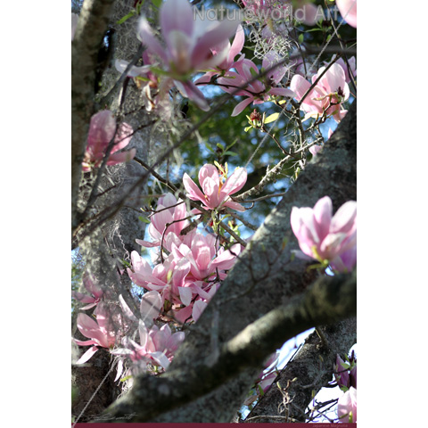 Japanese Magnolia Poster