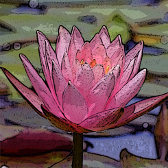 Lily Pad Photo Art Poster - Click Image to Close