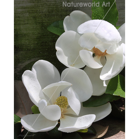 Magnolia Blooms Print - Click Image to Close