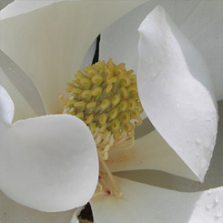 Magnolia Blooms Print - Click Image to Close