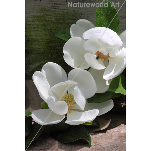 Magnolia Blooms Poster