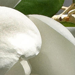 Magnolia Bouquet Print - Click Image to Close