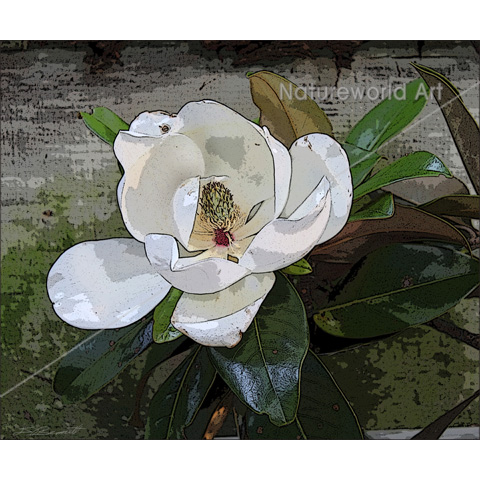 Magnolia Magic Print - Click Image to Close
